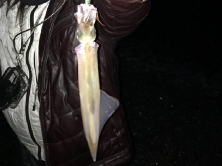 ヤリイカ襲来！